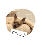 うちのまるこぱーと2（個別スタンプ：2）