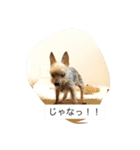 うちのまるこぱーと2（個別スタンプ：3）