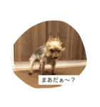 うちのまるこぱーと2（個別スタンプ：4）