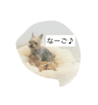 うちのまるこぱーと2（個別スタンプ：5）