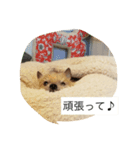 うちのまるこぱーと2（個別スタンプ：8）