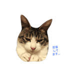 まるの日常。（個別スタンプ：4）