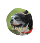 ボストンテリア 返事編（個別スタンプ：1）