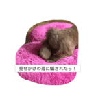 love love my dog（個別スタンプ：1）