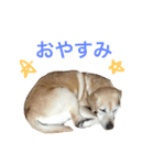 うちのラブ。（個別スタンプ：13）