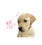 うちのラブ。（個別スタンプ：16）