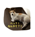 心さんのお気持ち（個別スタンプ：1）