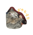 おもしろ猫さん（個別スタンプ：2）