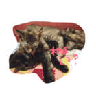 おもしろ猫さん（個別スタンプ：3）