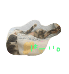 おもしろ猫さん（個別スタンプ：4）