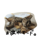 おもしろ猫さん（個別スタンプ：5）