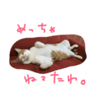 おもしろ猫さん（個別スタンプ：6）