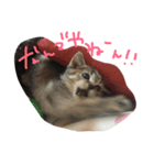 おもしろ猫さん（個別スタンプ：7）