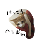 おもしろ猫さん（個別スタンプ：8）