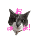 うちのねこ、いりこ（個別スタンプ：1）