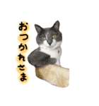 うちのねこ、いりこ（個別スタンプ：3）