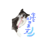 うちのねこ、いりこ（個別スタンプ：4）