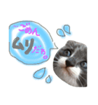 うちのねこ、いりこ（個別スタンプ：7）