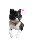 うちのねこ、いりこ（個別スタンプ：8）