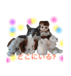 うちのねこ、いりこ（個別スタンプ：11）