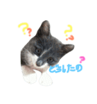 うちのねこ、いりこ（個別スタンプ：13）