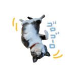 うちのねこ、いりこ（個別スタンプ：14）