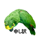 アオボウシインコのルルさん（個別スタンプ：1）