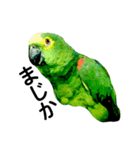 アオボウシインコのルルさん（個別スタンプ：3）