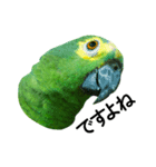 アオボウシインコのルルさん（個別スタンプ：4）