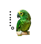 アオボウシインコのルルさん（個別スタンプ：6）