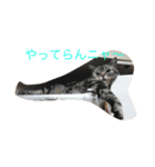 cattttt！（個別スタンプ：1）