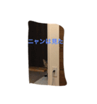 cattttt！（個別スタンプ：3）