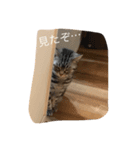 cattttt！（個別スタンプ：4）