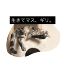 cattttt！（個別スタンプ：5）