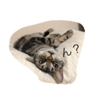 cattttt！（個別スタンプ：6）