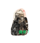 cattttt！（個別スタンプ：7）