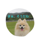 相槌ポメラニアン（個別スタンプ：1）