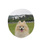 相槌ポメラニアン（個別スタンプ：4）