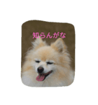相槌ポメラニアン（個別スタンプ：6）