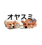 かんのんちの犬（個別スタンプ：1）