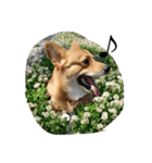 かんのんちの犬（個別スタンプ：2）