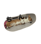 かんのんちの犬（個別スタンプ：3）