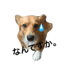 かんのんちの犬（個別スタンプ：4）