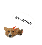 かんのんちの犬（個別スタンプ：6）
