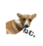 かんのんちの犬（個別スタンプ：8）