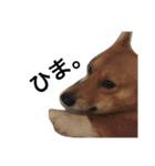 かんのんちの犬（個別スタンプ：11）