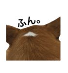 かんのんちの犬（個別スタンプ：12）