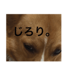 かんのんちの犬（個別スタンプ：13）