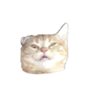 わたしのねこのぺこにゃん（個別スタンプ：1）