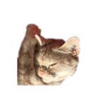 わたしのねこのぺこにゃん（個別スタンプ：3）